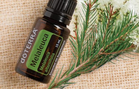 Tea Tree Melaleuca